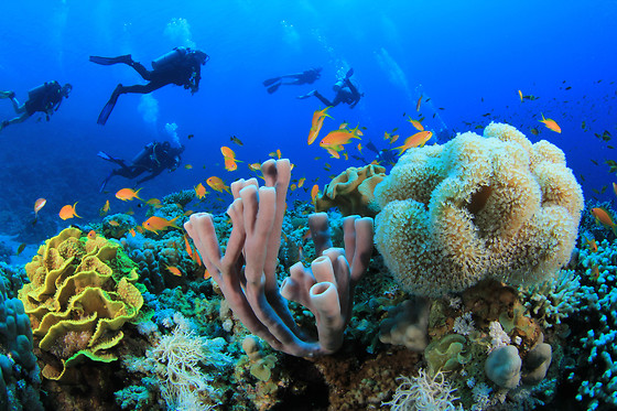 Una inmersión de buceo para 2 personas en Los Cristianos (Santa Cruz de Tenerife)