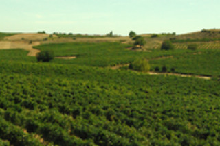 Visita a bodega y cata de 3 vinos para 2 en Pago de los Capellanes en Pedrosa (Burgos)
