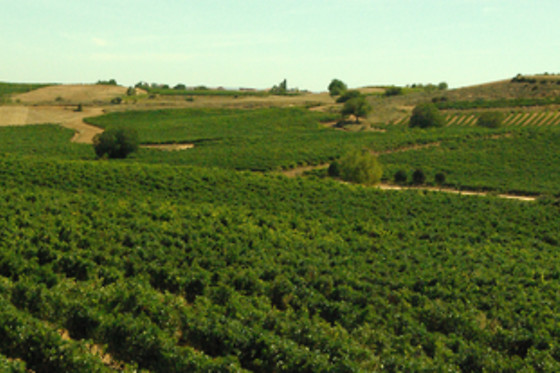 Visita a bodega y cata de 3 vinos para 2 en Pago de los Capellanes en Pedrosa (Burgos)