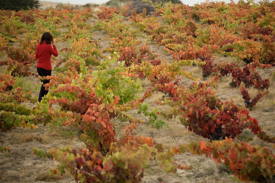 BALNEARIO DE ALMEIDA LA DAMA VERDE - photo 18