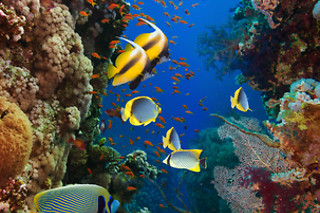 Una inmersión de buceo para 2 personas en Los Cristianos (Santa Cruz de Tenerife)
