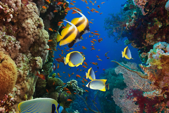 Una inmersión de buceo para 2 personas en Los Cristianos (Santa Cruz de Tenerife)