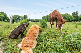 Une roulotte et des chevaux
