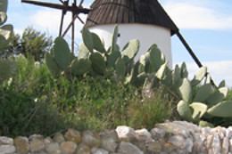ECOAGATA