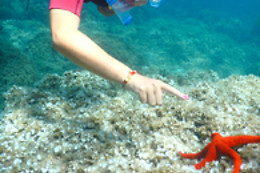 ECOAGATA
