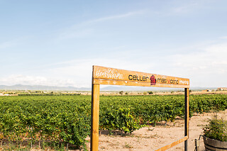 Una visita guiada para 2 en Celler Mas Vicens en Cabra del Camp (Tarragona)