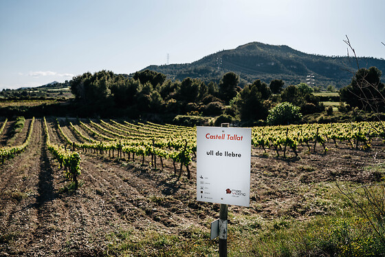 Una visita guiada para 2 en Celler Mas Vicens en Cabra del Camp (Tarragona)