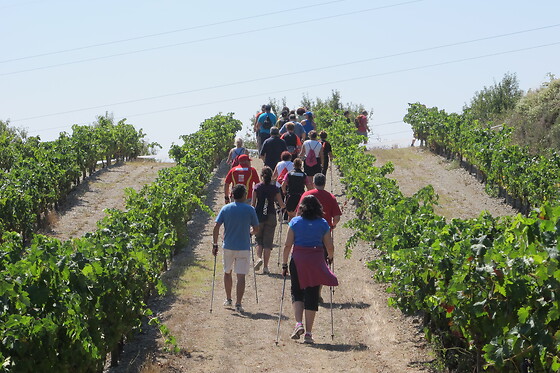 Una visita guiada para 2 en Celler Mas Vicens en Cabra del Camp (Tarragona)