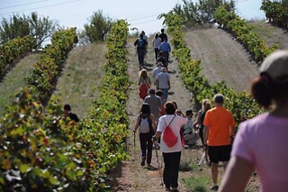Una visita guiada para 2 en Celler Mas Vicens en Cabra del Camp (Tarragona)