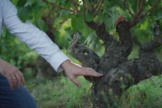 BODEGAS SANTALBA - photo 10