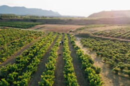 BODEGAS SANTALBA