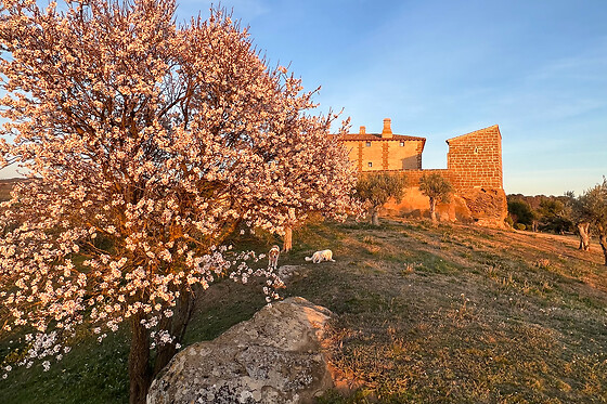 Una noche en Suite con desayuno para 2 en Castillo de Corvinos en Albero Alto (Huesca)