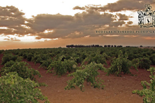 Bodegas y Viñedos Pedro García en Colmenar de Oreja (Madrid)