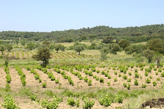 BODEGA ECOLOGICA LUIS SAAVEDRA - photo 2
