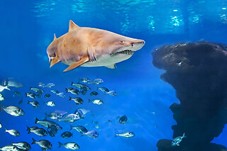 Buceo con tiburones para 1 en Palma Aquarium en Palma de Mallorca