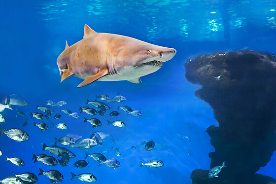 Buceo con tiburones para 1 en Palma Aquarium en Palma de Mallorca