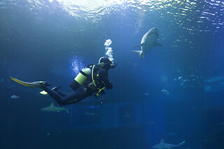 Buceo con tiburones para 1 en Palma Aquarium en Palma de Mallorca