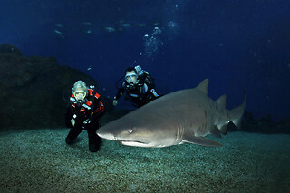 Buceo con tiburones para 1 en Palma Aquarium en Palma de Mallorca