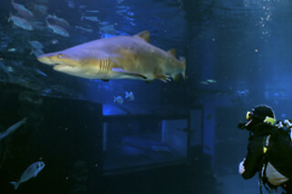 Buceo con tiburones para 1 en Palma Aquarium en Palma de Mallorca