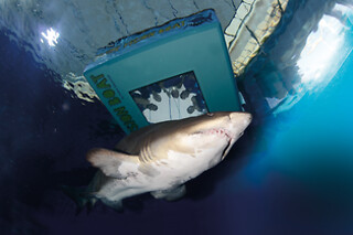 Buceo con tiburones para 1 en Palma Aquarium en Palma de Mallorca
