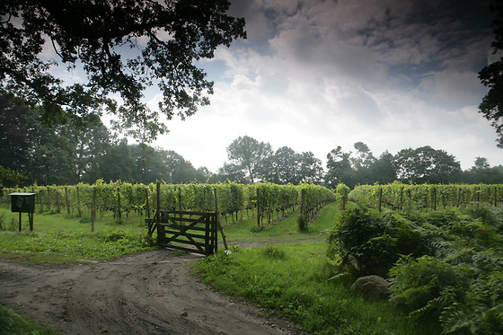 Wijngaard aan de Breede Beek - photo 5