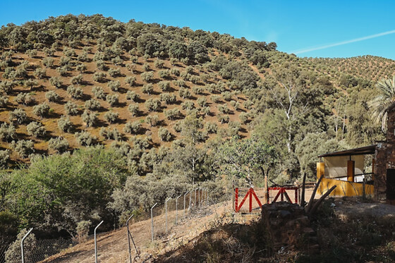 EXPERIENCE ALPACAS IN ANDALUCÍA - photo 17