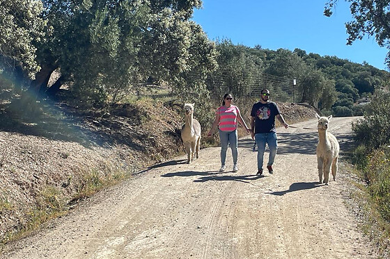 EXPERIENCE ALPACAS IN ANDALUCÍA - photo 8