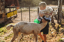 EXPERIENCE ALPACAS IN ANDALUCÍA