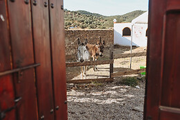EXPERIENCE ALPACAS IN ANDALUCÍA
