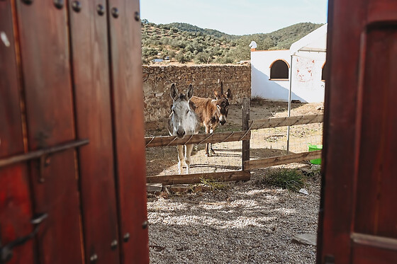 EXPERIENCE ALPACAS IN ANDALUCÍA - photo 14