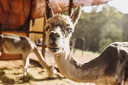 EXPERIENCE ALPACAS IN ANDALUCÍA