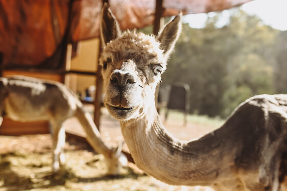 EXPERIENCE ALPACAS IN ANDALUCÍA - photo 1