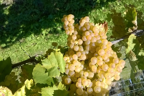 Maine des Moreaux - photo 14