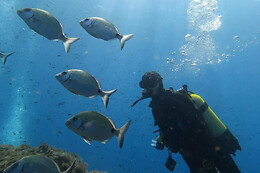 SCUBA PLUS