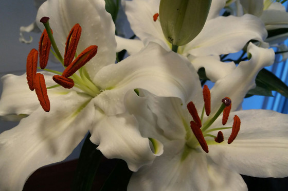 WA LAM HOLISTIC HEALTH INSTITUTE - photo 7