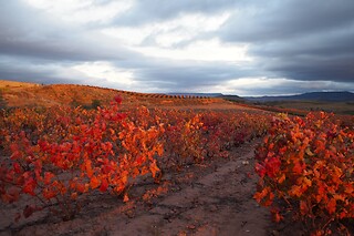 Una visita a la bodega con cata para 2 en Bodega San Esteban en Murillo de Río Leza (La Rioja)
