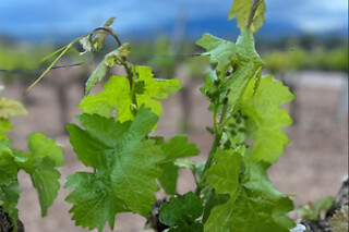 Una visita a la bodega con cata para 2 en Bodega San Esteban en Murillo de Río Leza (La Rioja)