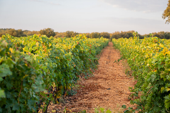 Una visita guiada a la bodega + 