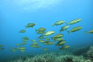 Un curso de buceo para 2 en Bluewater Menorca en Menorca