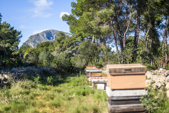 Una Experiencia Apiturismo VIP para 2 en Miel Montgó en Jávea (Alicante)