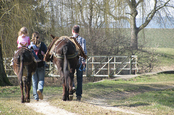 Eselhof Säge - photo 27