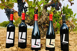 LYNUS, VIÑEDOS Y BODEGAS