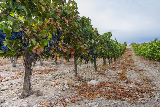 LYNUS, VIÑEDOS Y BODEGAS - photo 17