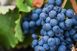 LYNUS, VIÑEDOS Y BODEGAS