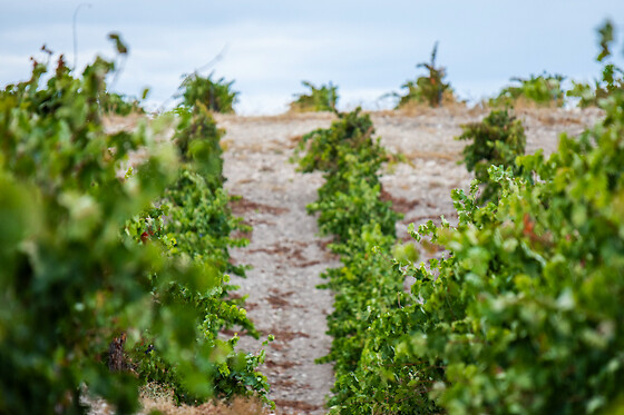 LYNUS, VIÑEDOS Y BODEGAS - photo 5