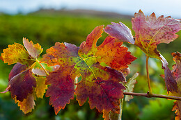 LYNUS, VIÑEDOS Y BODEGAS