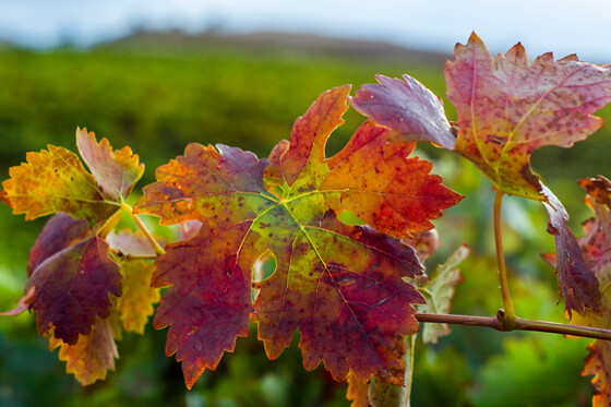 LYNUS, VIÑEDOS Y BODEGAS - photo 7