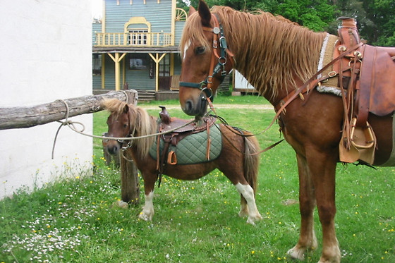 West Wood Ranch - photo 3