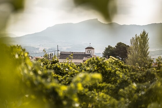 CELLER JOSEP FORASTER - photo 4